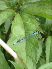Coenagrion lunulatum