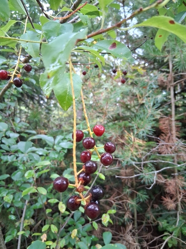 black cherry