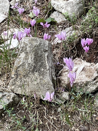 Ivy-leaved cyclamen