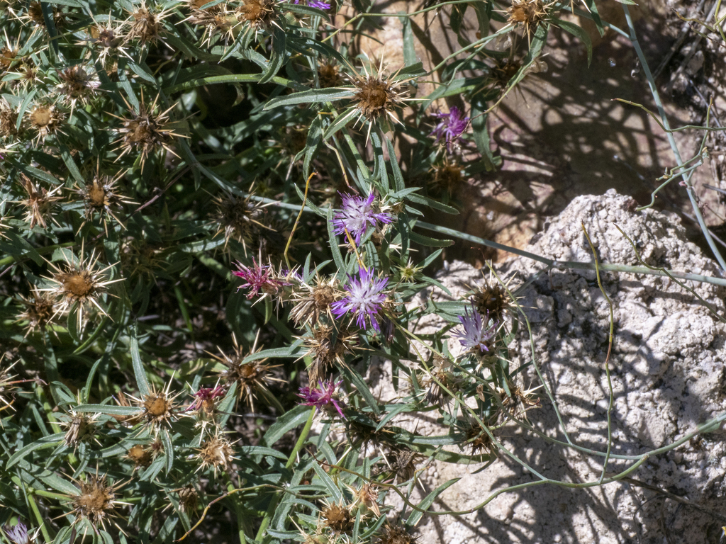 Centaurea calcitrapa; photograph (c) Óscar Sampedro, some rights reserved (CC BY)