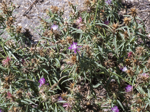 Centaurea calcitrapa, photograph 3