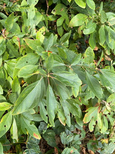 sassafras