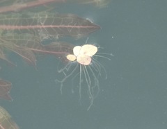 Spirodela polyrhiza