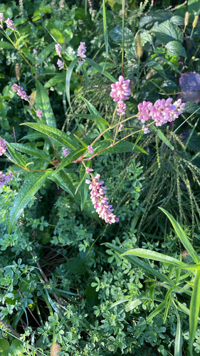 pinkweed