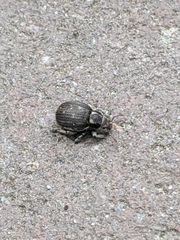 Philopedon plagiatum