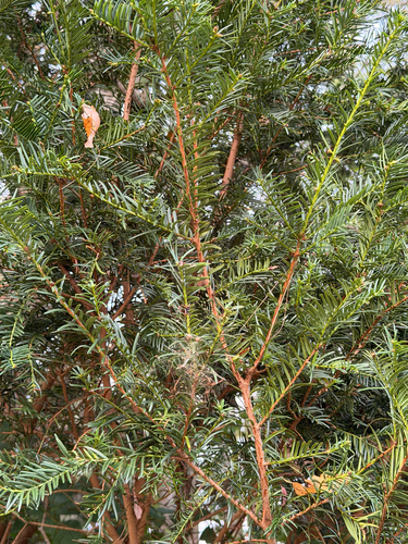 common yew