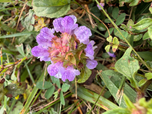 common selfheal