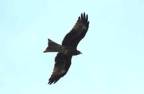 Black Kite