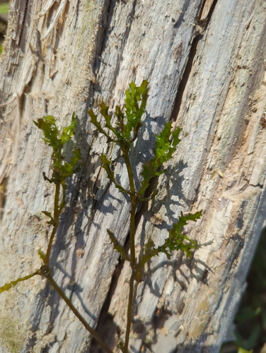 holly-leaved water nymph