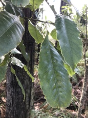 Schizomeria ovata