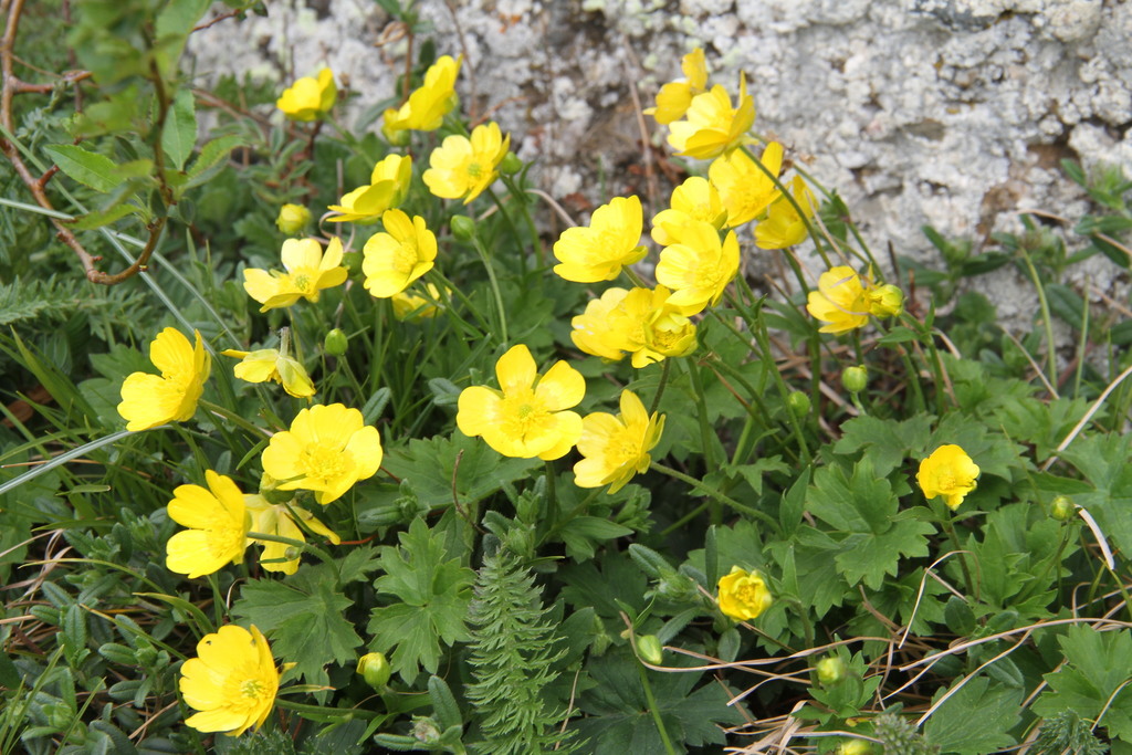 Ranunculus breyninus from Лучистое on May 15, 2020 at 11:26 AM by ...