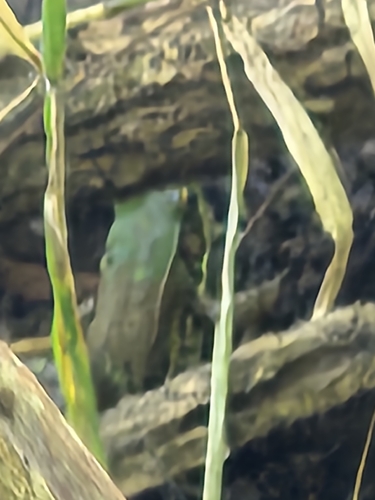 Green Frog