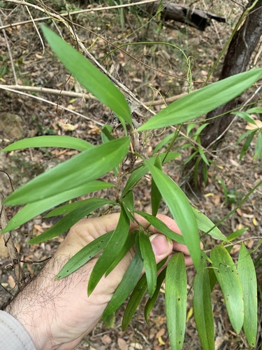 Plum Pine