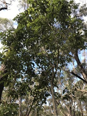 Schizomeria ovata