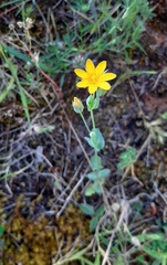 Blackstonia perfoliata