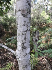 Schizomeria ovata