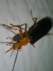 Podabrus fayi