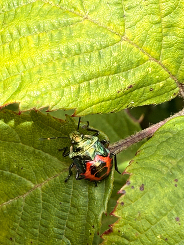 Bronze Shield Bug