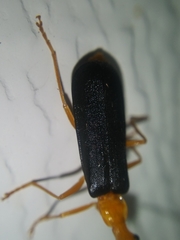 Podabrus fayi