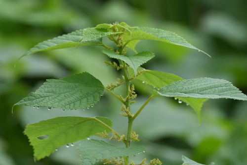 Boehmeria nivea, photograph 4