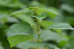 Boehmeria nivea, photograph (c) WATANABE Hitoshi 渡辺仁, some rights reserved (CC BY)