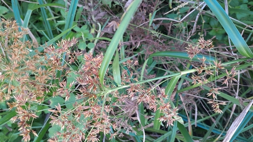 Rhynchospora corymbosa observed 2026-09-11