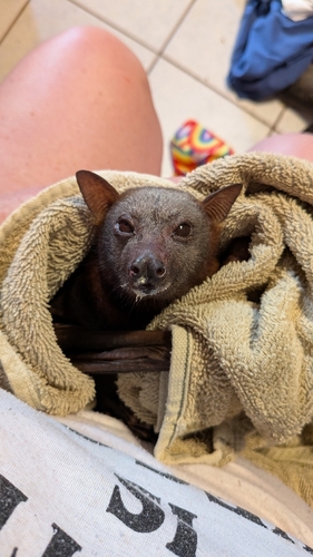 Little Red Flying Fox