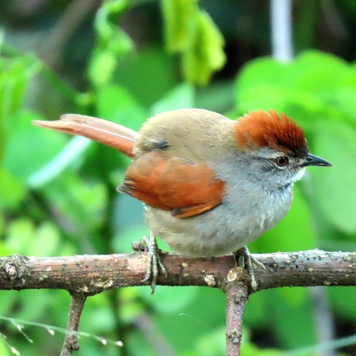Sooty-fronted Spinetail