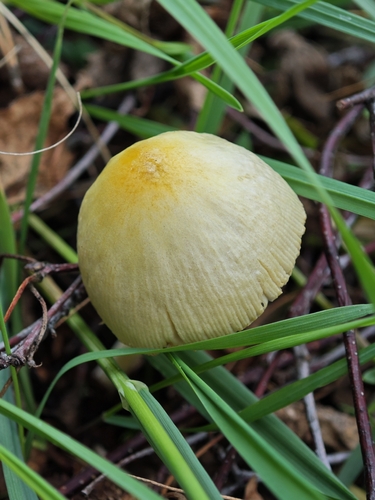 yellow fieldcap