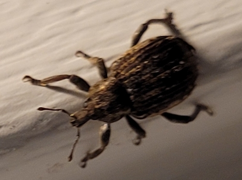 Clover Leaf Weevil