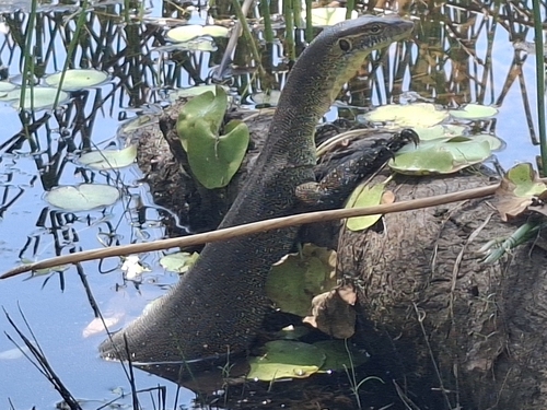Mertens' Water Monitor