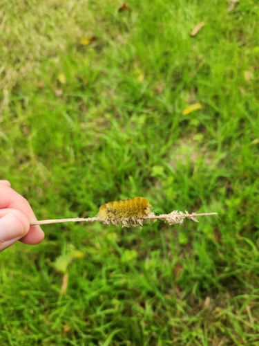 Banded Tussock Moth