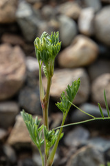 Corydalis capnoides