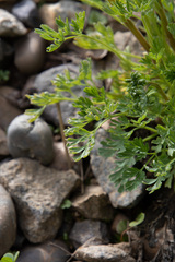 Corydalis capnoides