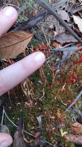 Rosulabryum torquescens observed 2026-09-12