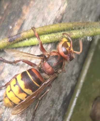 European Hornet