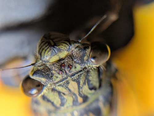 Priest Cicada