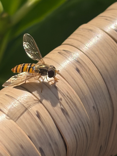 Marmalade Hover Fly