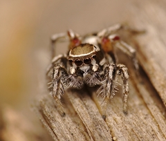 Habronattus formosus