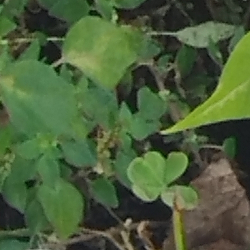 Creeping Woodsorrel