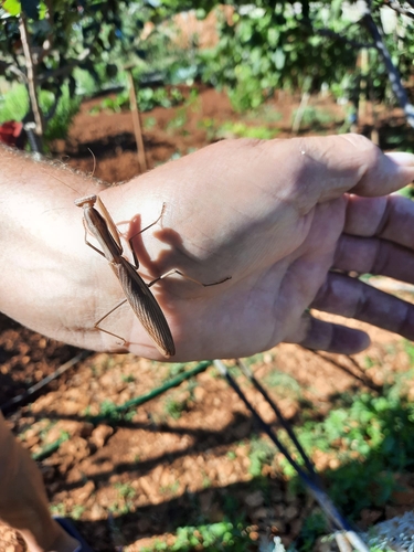 European Mantis