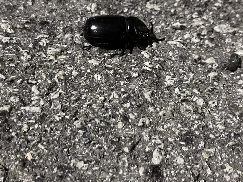 Coconut Rhinoceros Beetle