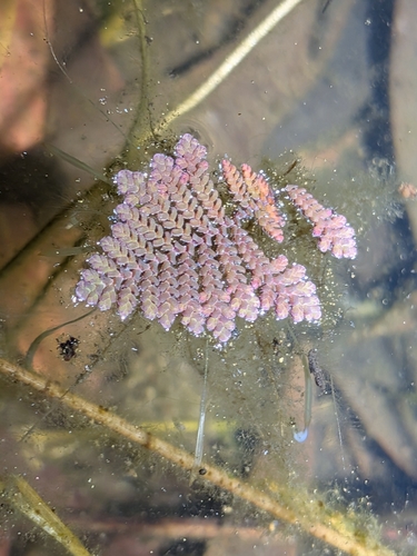Azolla pinnata, photograph 3
