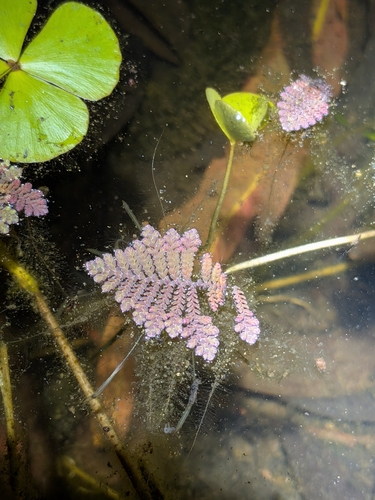 Azolla pinnata, photograph 4