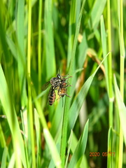 Dioctria atricapilla