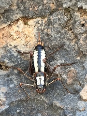 Poecilimon unispinosus