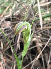 Pterostylis grandiflora