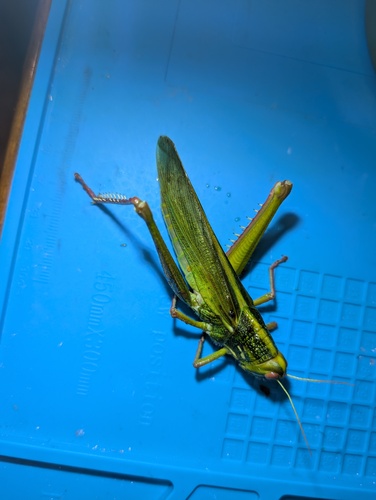 Large Green Grasshopper