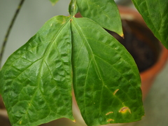 Anchomanes difformis