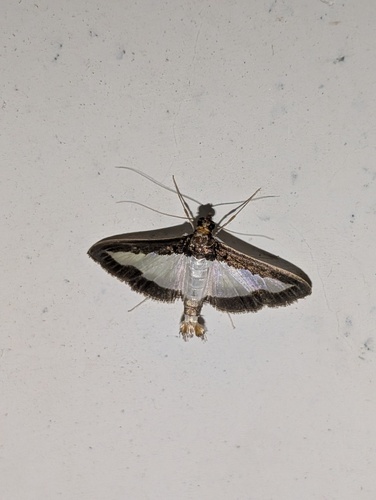 Cucumber Moth